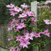 Clematis-2