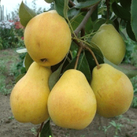 Grushi-Leto