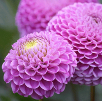 Pompon