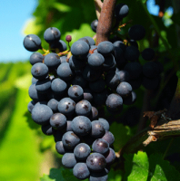 Vinograd