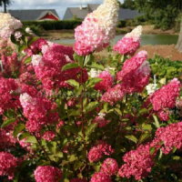 Hydrangea-paniculata-‘Renba’-Fraise-Melba2