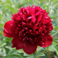 Pion-travyanistyj-Red-Medzhik-Red-Magic2