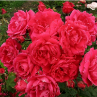 Rosa-Alexander-McKenzie-2