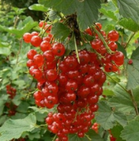 Smorodina-krasnaya-Saharnaya2