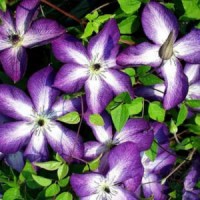 klematis-venoza-violacea