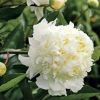 pion-charlz-uajt
