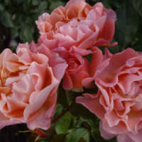 rosa-floribunda-marie-curie_2