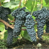 vinograd-pamyati-dombkovskoj2