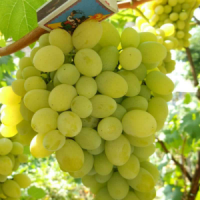 vinograd-plodovyy-beloe-chudo2