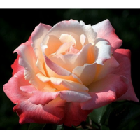 летиция7